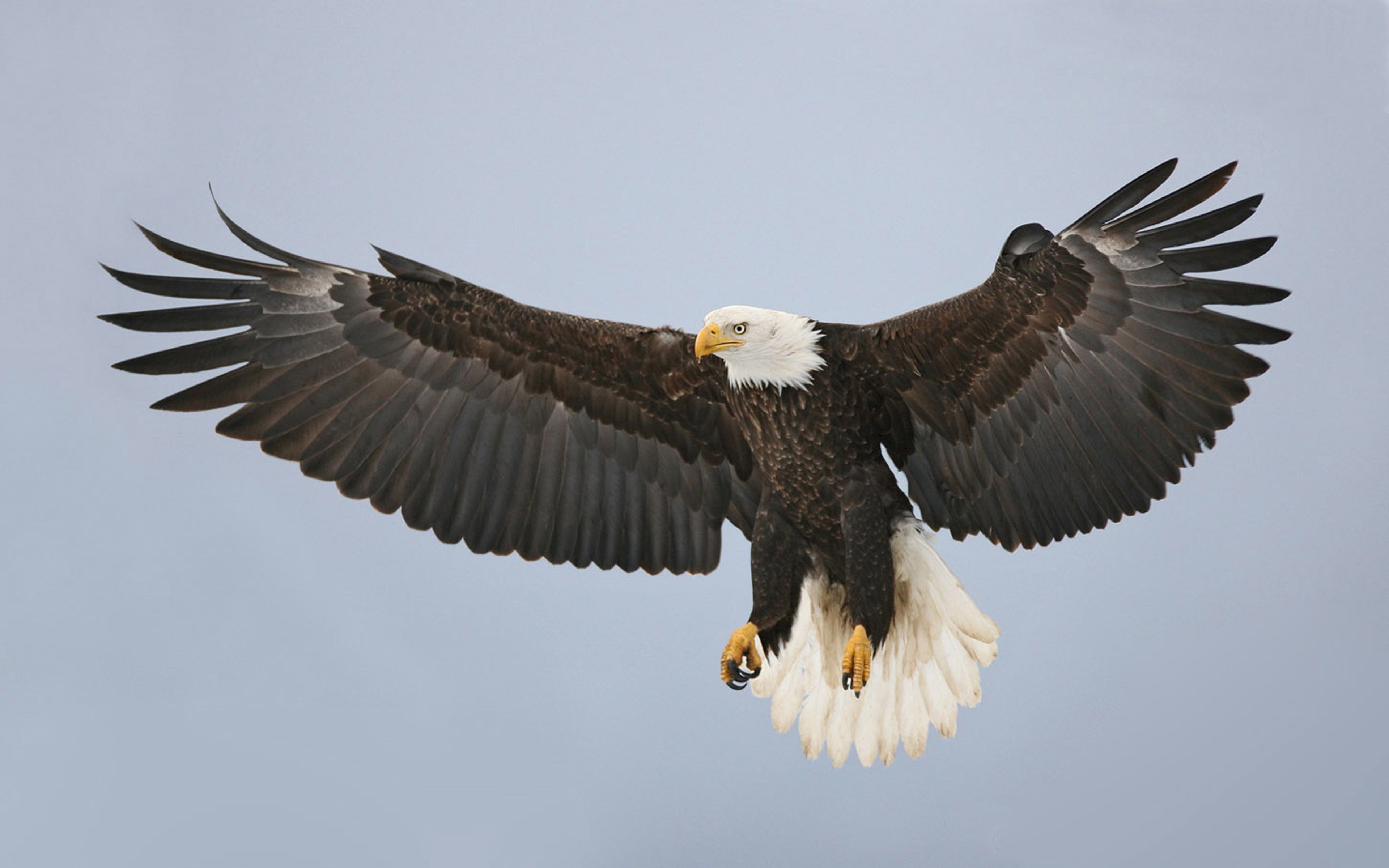 Bald Eagle Wallpaper HD To Spread Wings Yellow Beak With Beak And Claws