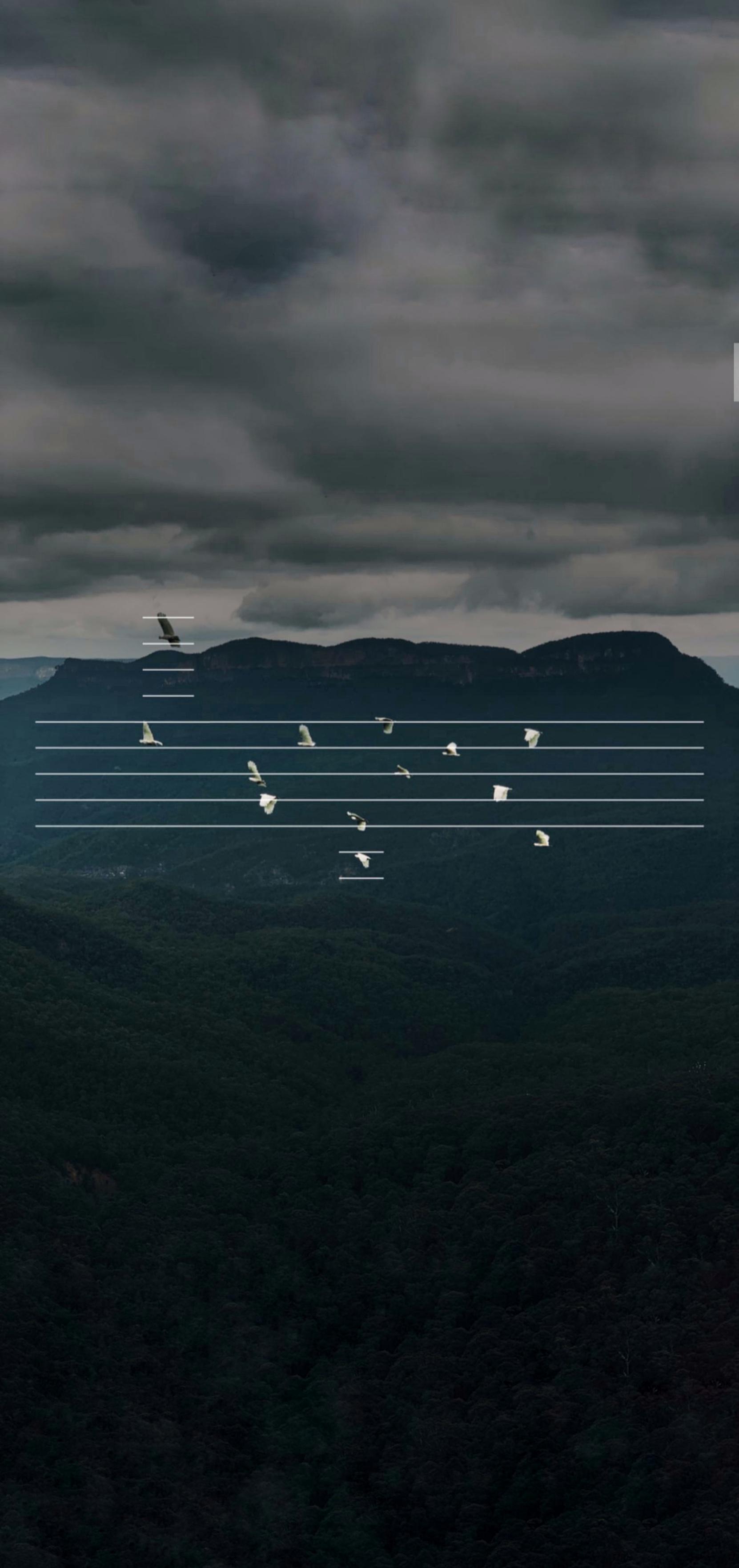 Birds Wallpaper ❤️