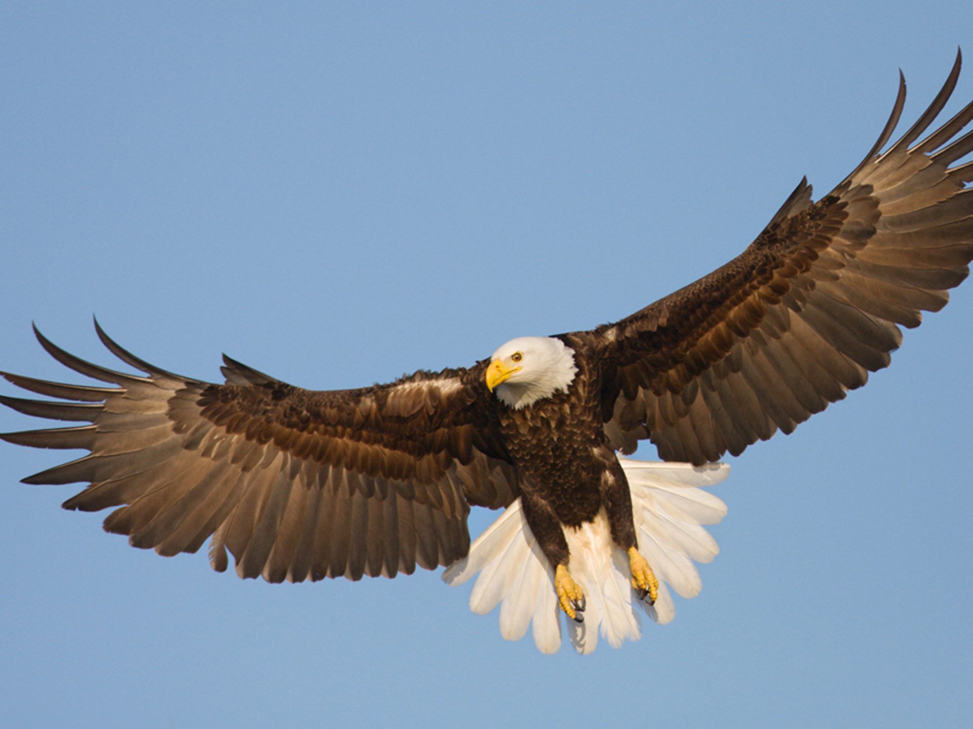 Beautiful Raptor Bald Eagle In Flight, Wings Spread Wallpaper HD Resolution 2560x1600, Wallpaper13.com