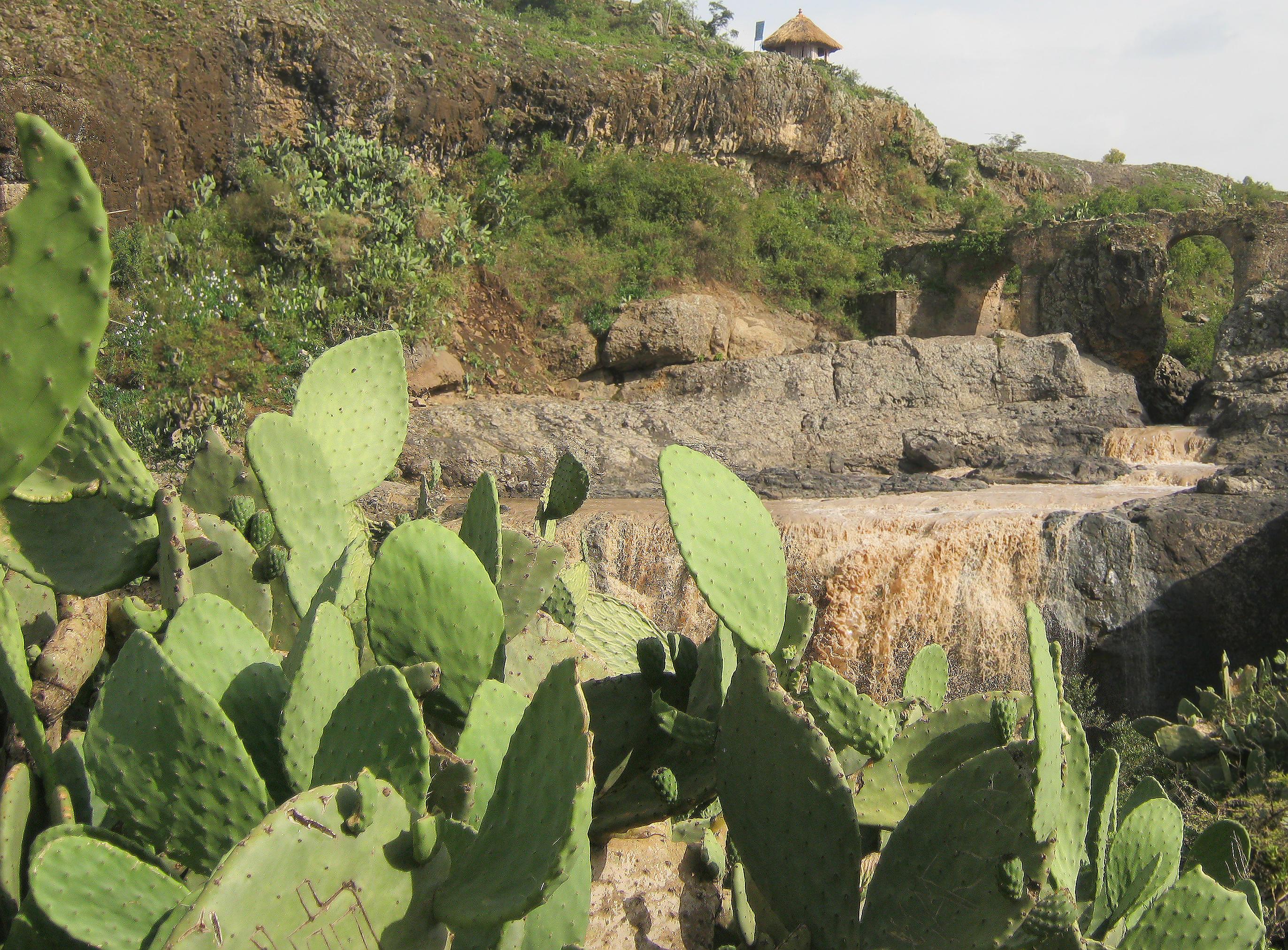 Free download ETHIOPIAN CACTUS WALLPAPER 84767 HD Wallpaper [2744x2024] for your Desktop, Mobile & Tablet. Explore Ethiopian Wallpaper. Miss Ethiopia Wallpaper