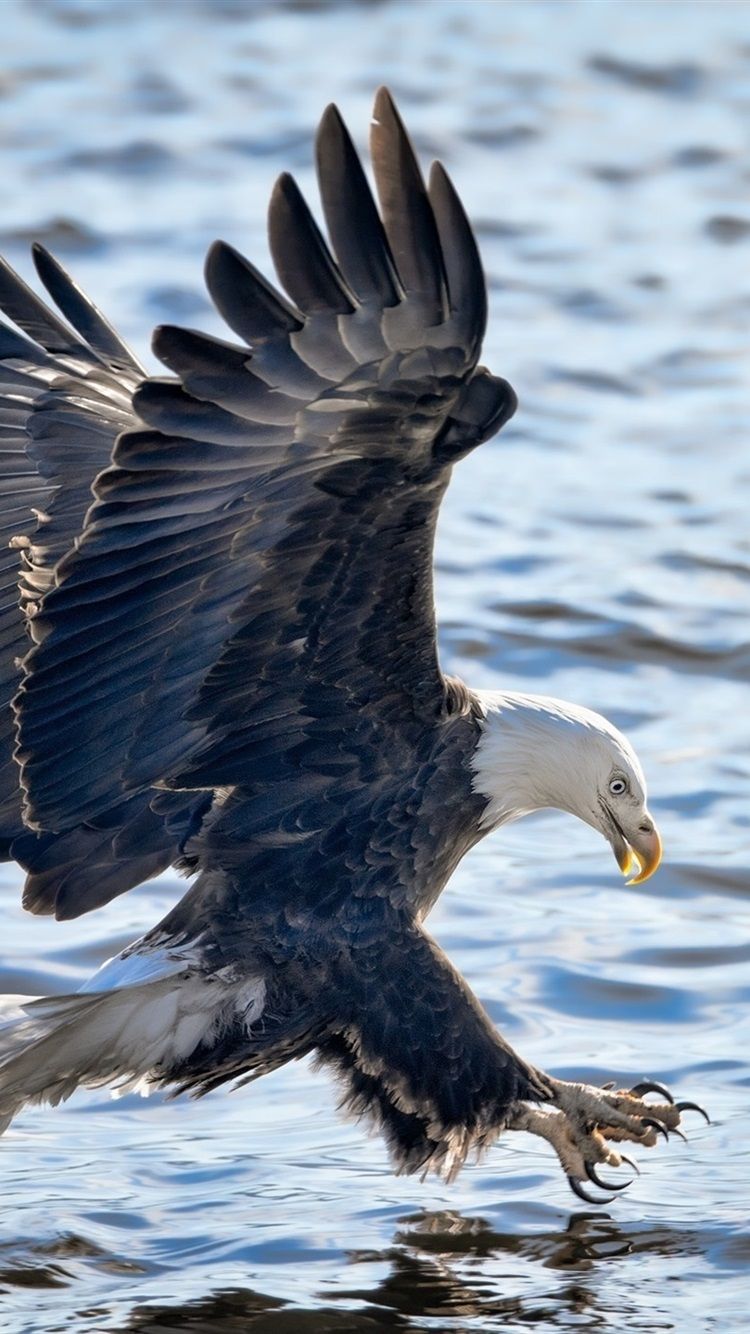 iPhone Wallpaper Eagle Flight, Wings, Lake, Water Wings Flying