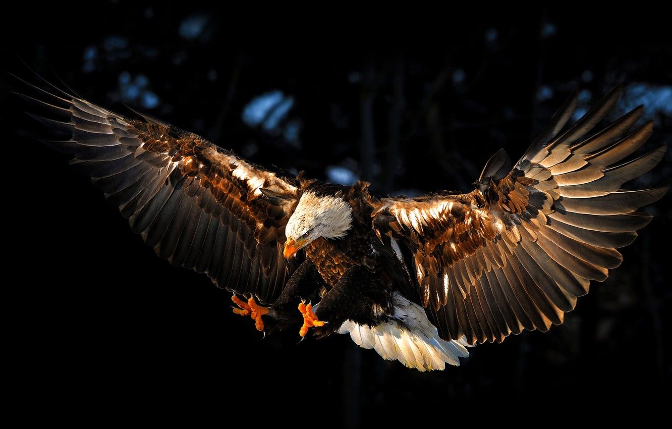 Wallpaper bird, eagle, wings, eagle image for desktop, section животные