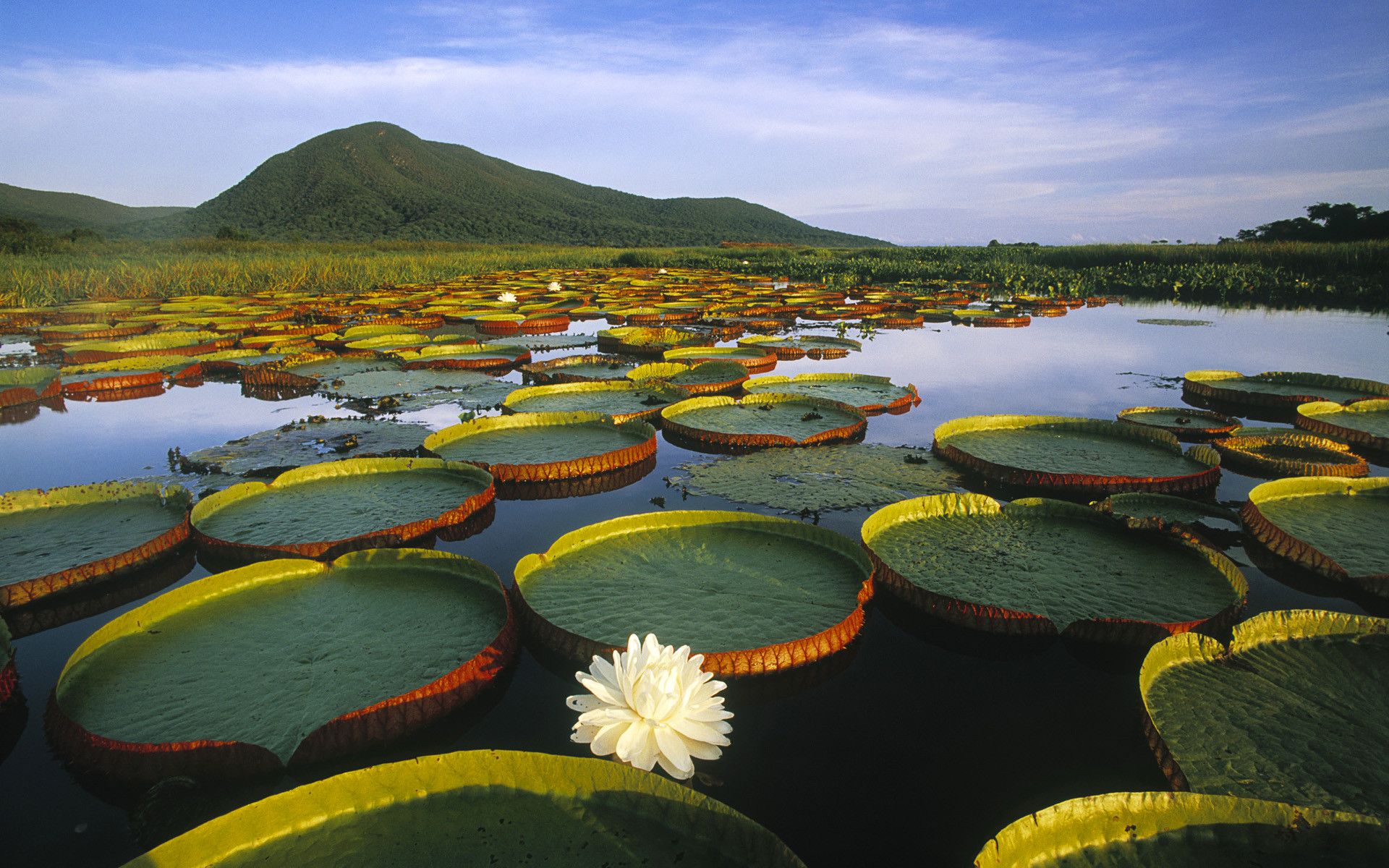 The Pantanal's Largest Wetland