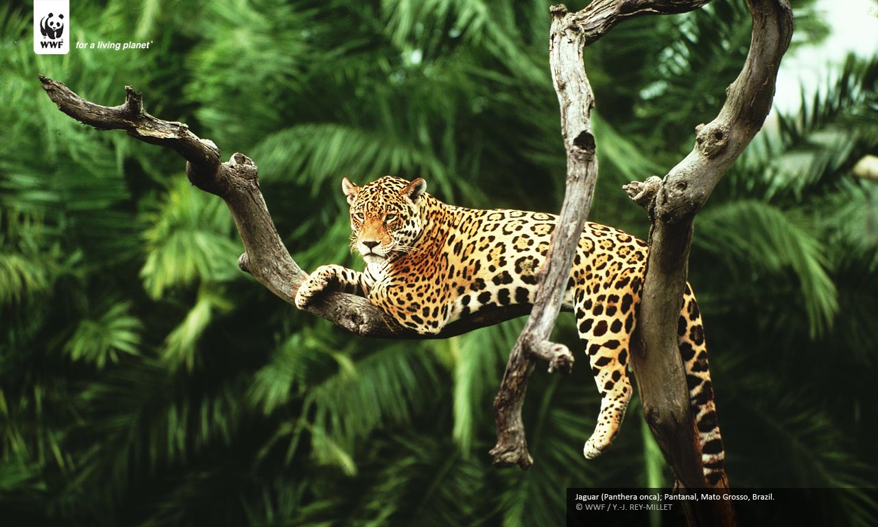 Free download Wallpaper 1024 x 768 Jaguar Panthera onca Pantanal Mato Grosso [1280x768] for your Desktop, Mobile & Tablet. Explore Wwf Wallpaper. Full Screen Wallpaper For Desktop, Free Wallpaper