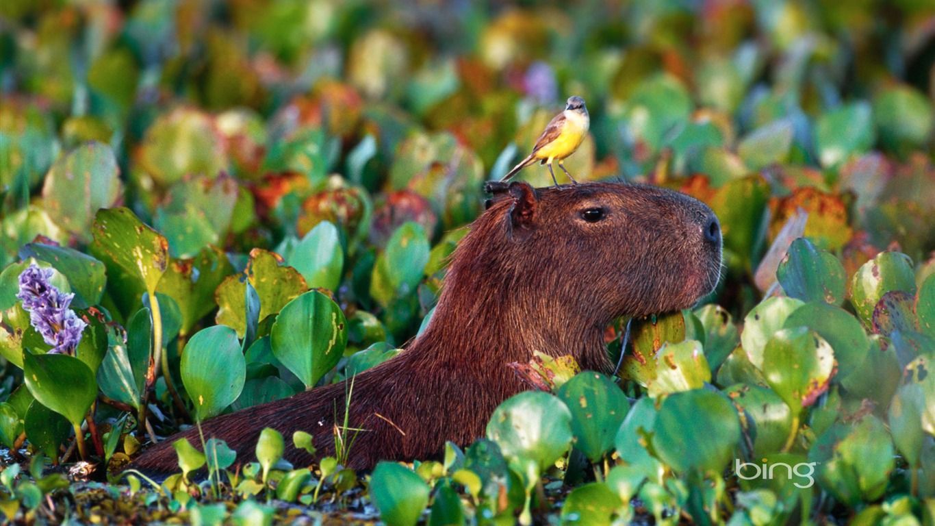 Bird perched atop a wading Capybara in Pantanal Matogrossense National Park Brazil