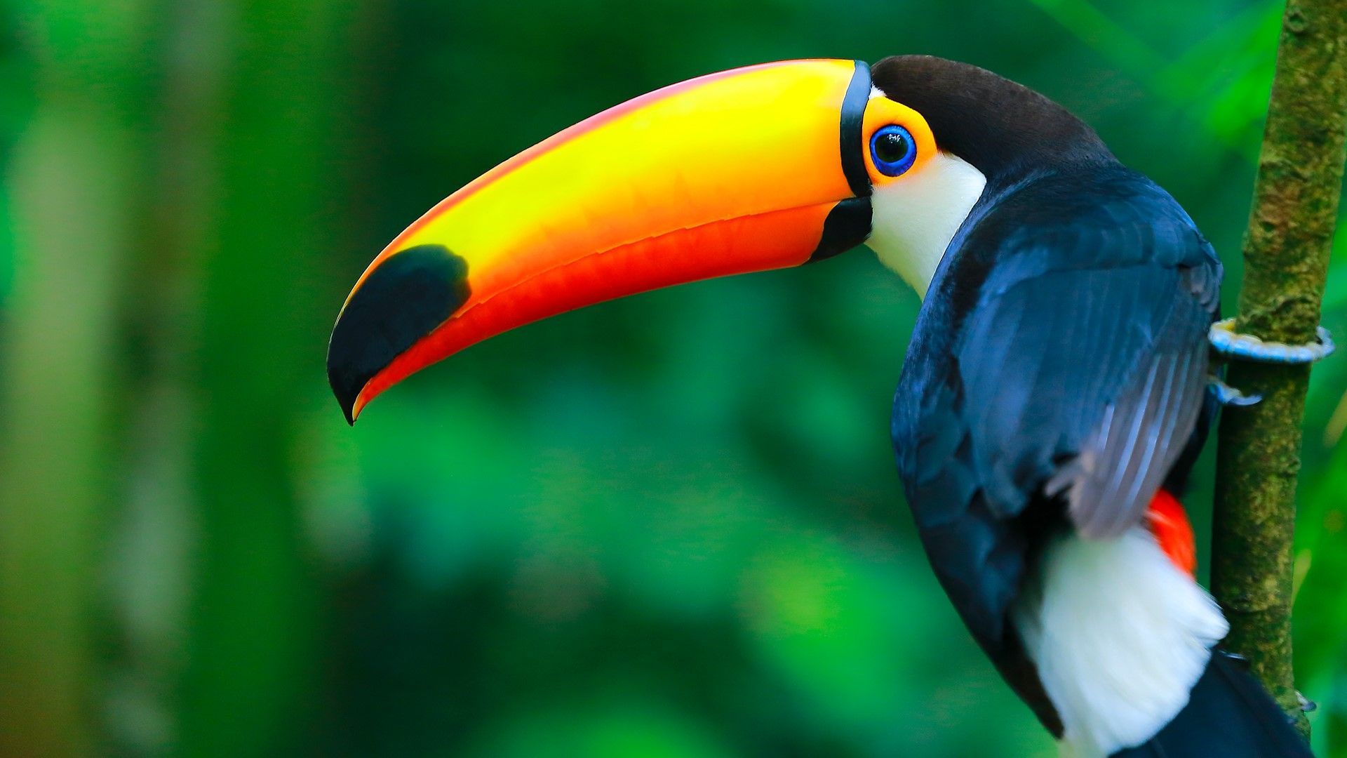 Toco Toucan Wallpaper