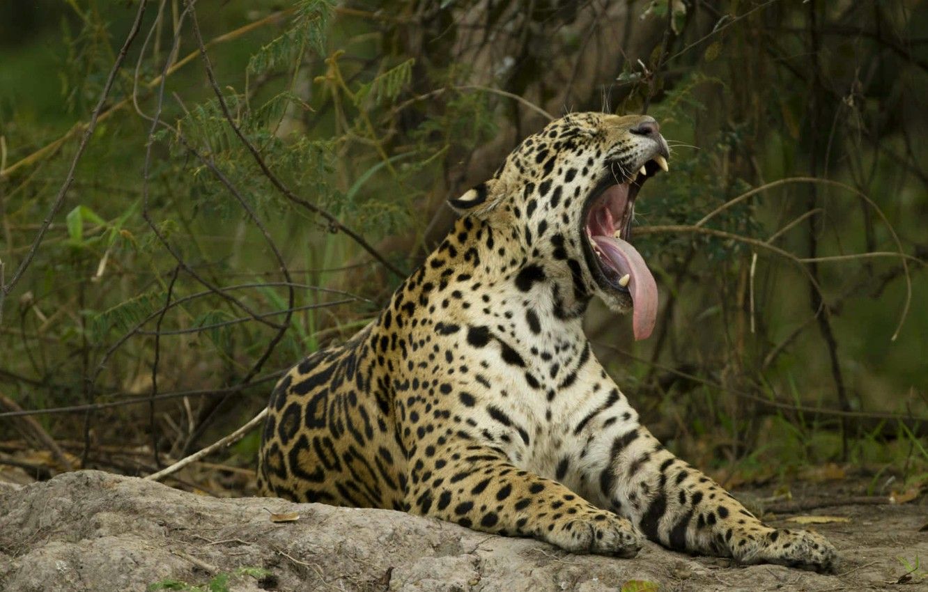 Wallpaper language, cat, Jaguar, Brazil, The Pantanal, Mato Grosso do Sul image for desktop, section кошки