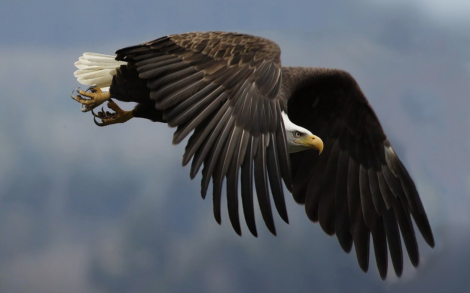 Desktop eagle wings pics