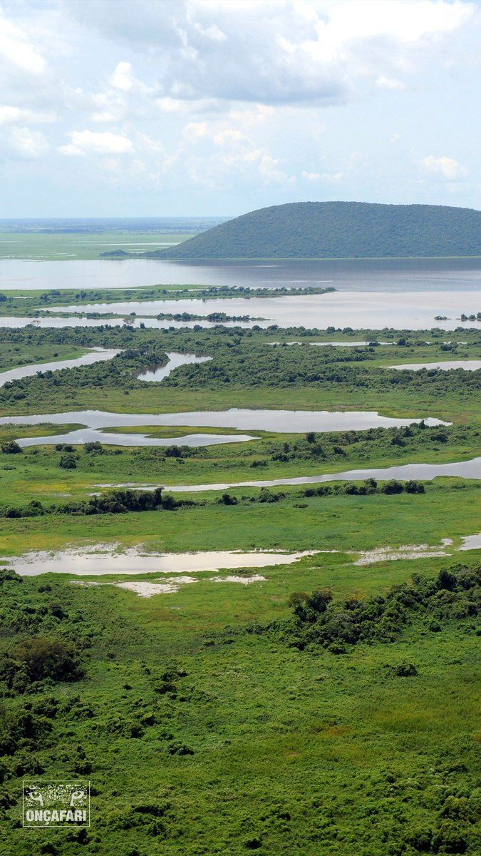 Onçafari - #Wallpaper Do #Onçafari 2 3 Por Isso, Hoje Vamos Compartilhar Wallpaper Do #Pantanal, Um Dos Biomas De Atuação Do Onçafari, Maior Planície Alagável Do Planeta E A Maior área úmida