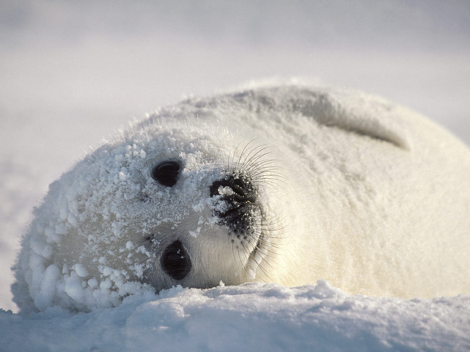 Harp Seal High Quality Wallpaper