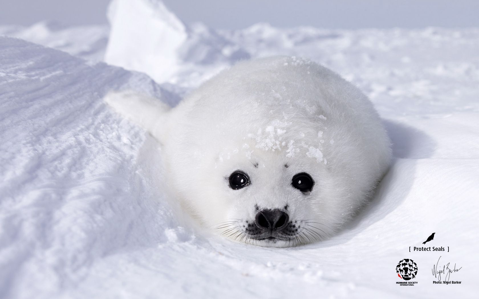 harp seal pup wallpaper