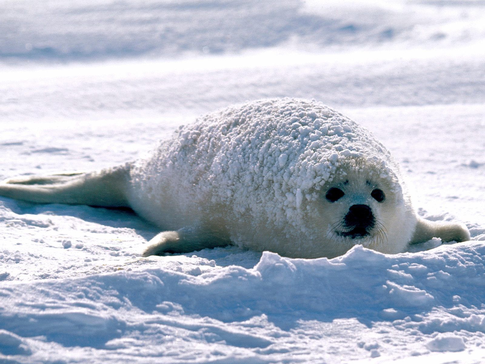 Download Best HD Wallpaper: Harp Seal 6 wallpaper for Desktop