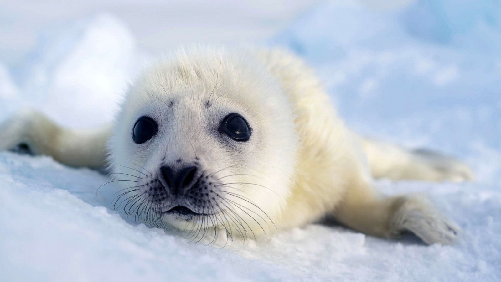 Extraordinary Earth: Here's how harp seal pups rely on ice floes in northwest Atlantic