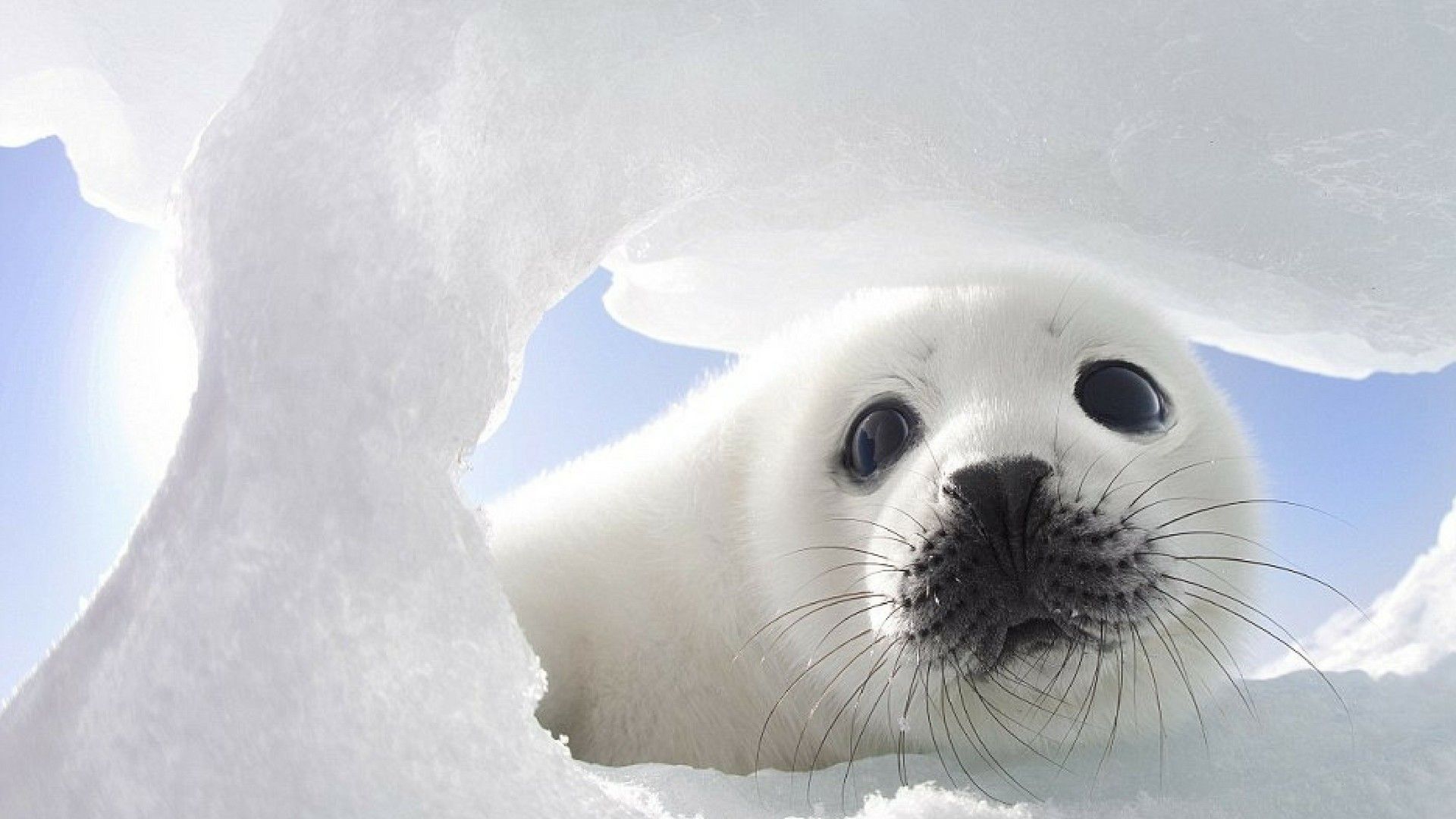 140 Seal HD Wallpapers and Backgrounds