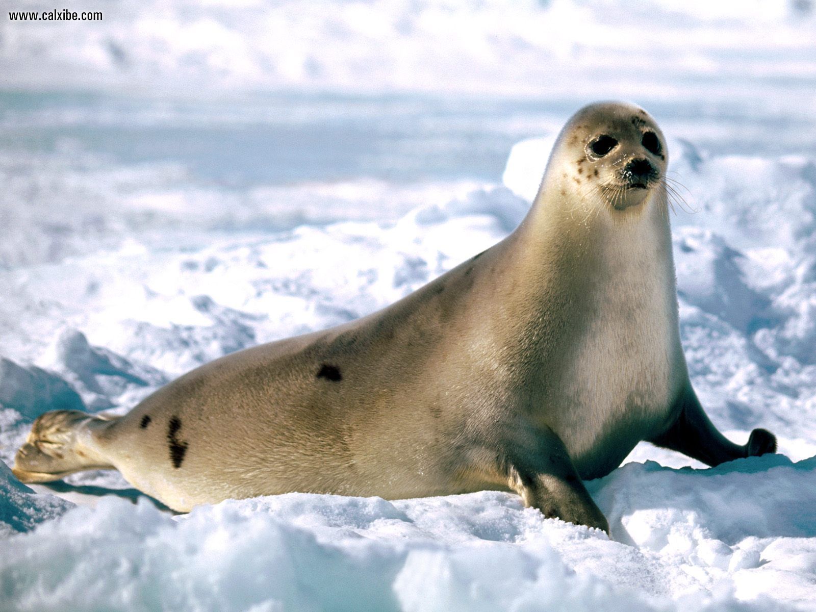 Animals: Sunbathing Harp Seal, desktop wallpaper nr. 15331