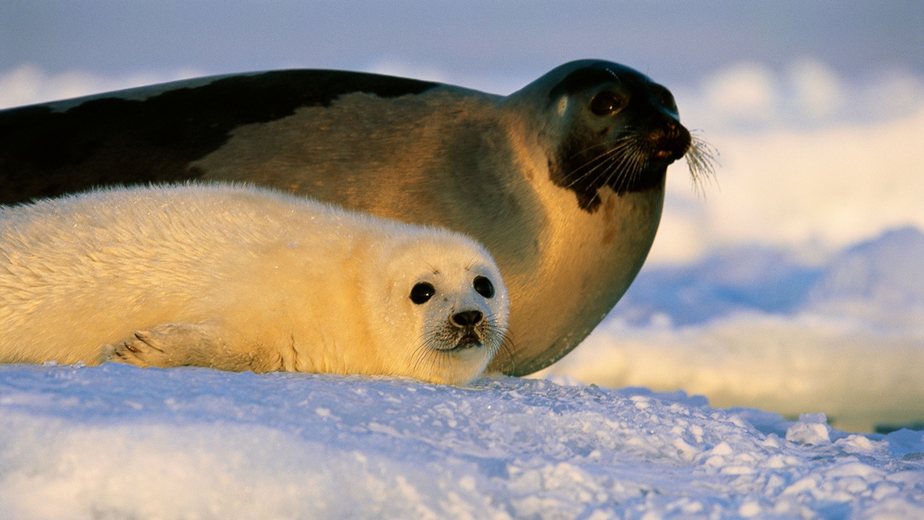 Harp Seal Facts and Picture - National Geographic Kids