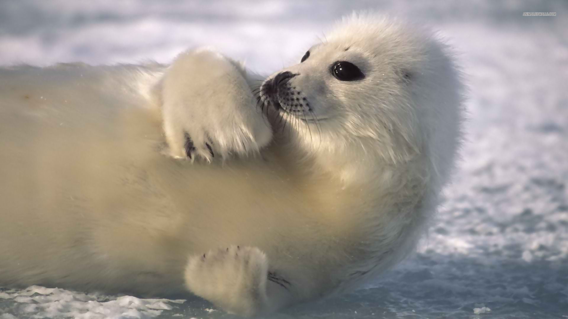 image of seals. Seal wallpaper 1920x1080. Harp seal, Baby harp seal, Dangerous animals