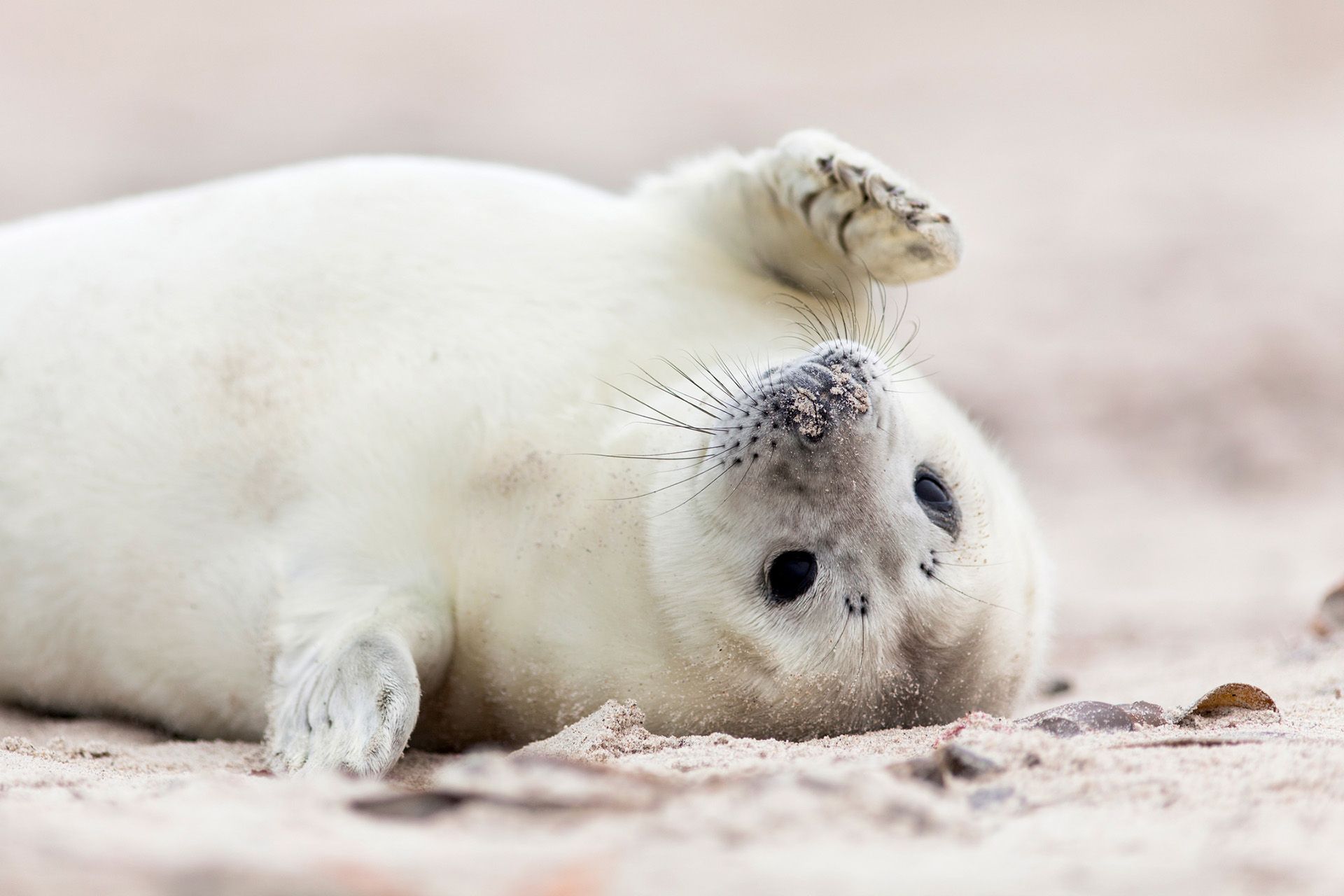 harp seal pup wallpaper