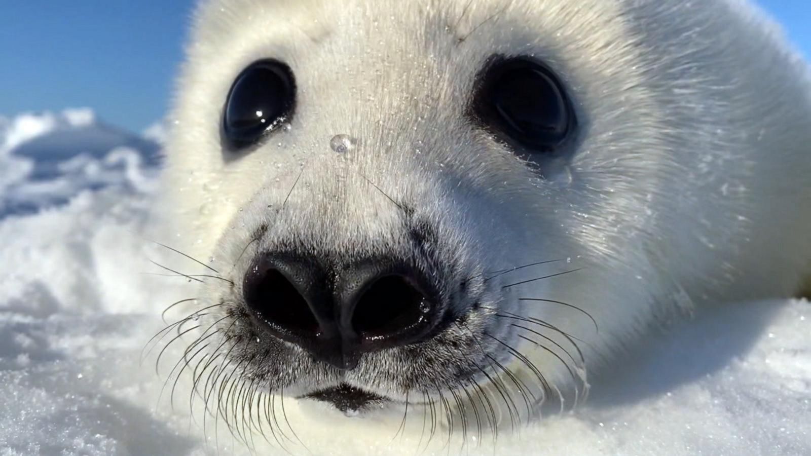 Harp Seal Wallpaper