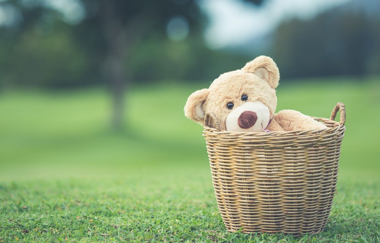 Wallpaper summer, basket, toy, bear, bear, summer, vintage, bear, retro, teddy, lonely, cute, lonely image for desktop, section настроения