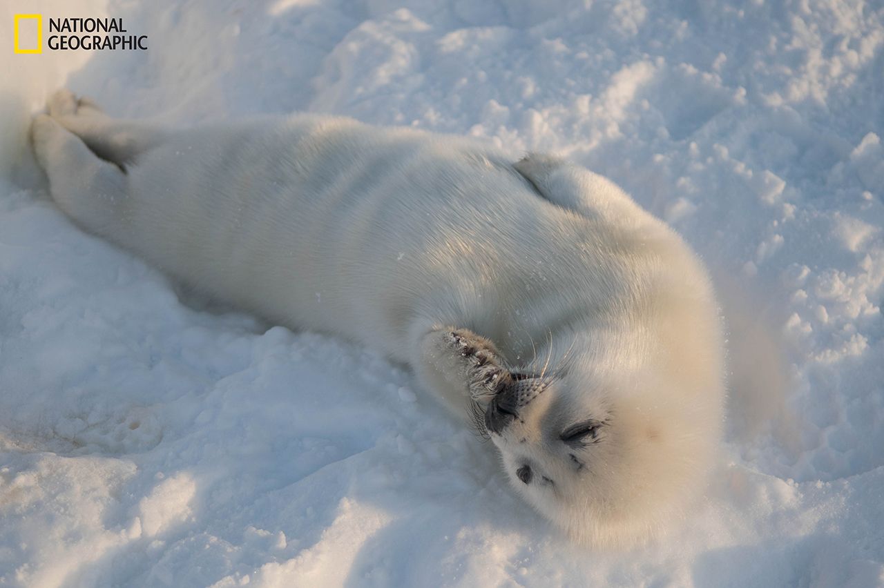 Heartbreaking image show adorable harp seal pups struggle to survive amid melting ice