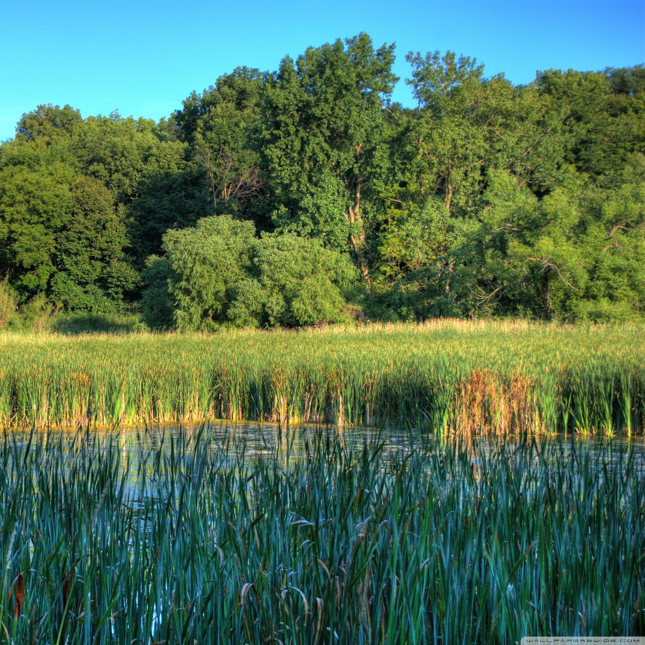 Wetlands in the Minnesota Valley National Wildlife Refuge Ultra HD Desktop Background Wallpaper for 4K UHD TV, Tablet