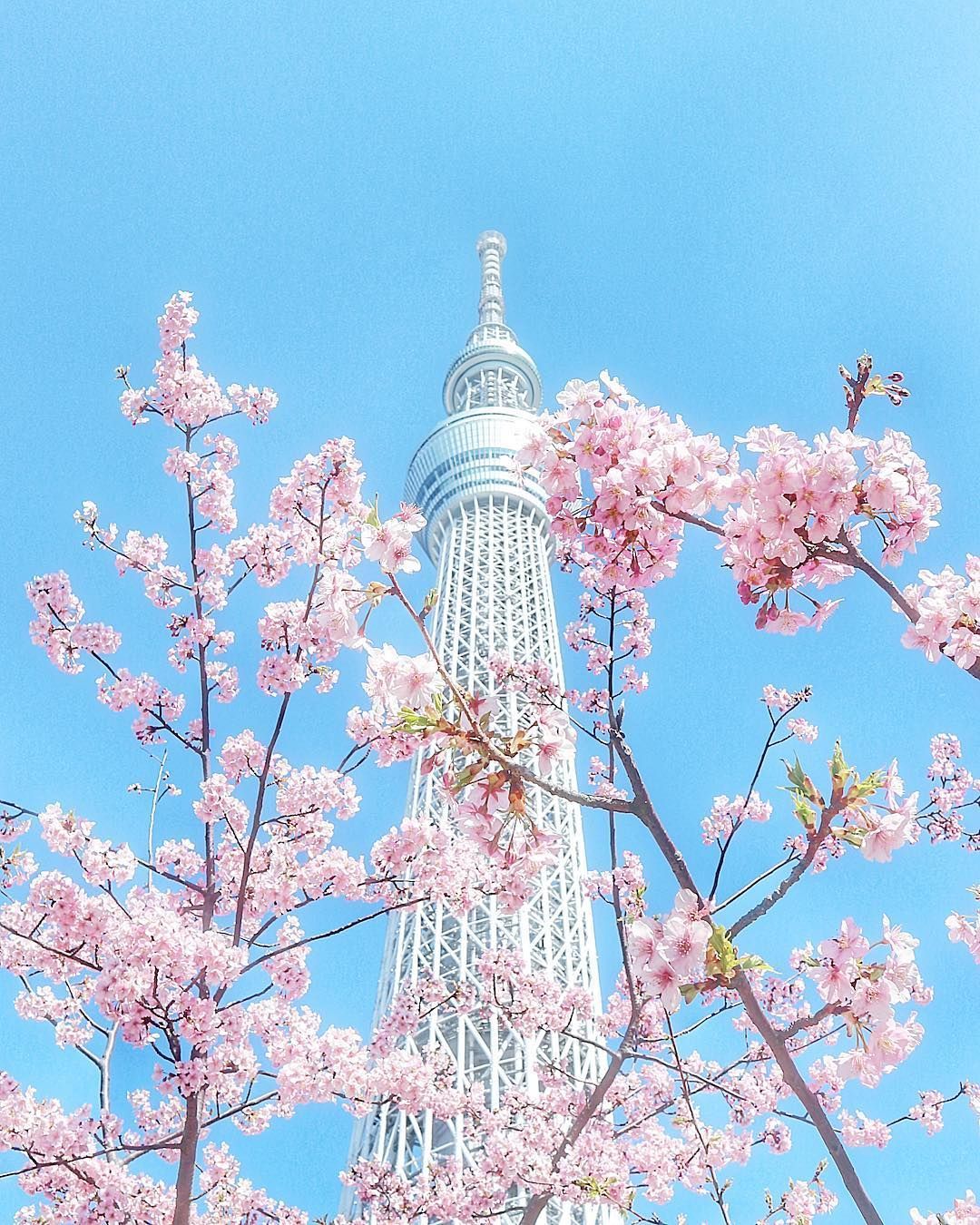 Tokyo Skytree, Tokyo, Japan, 東京スカイツリー, 東京, 日本, sakura, cherryblossom, 桜. Tokyo skytree, Flower background wallpaper, Aesthetic japan