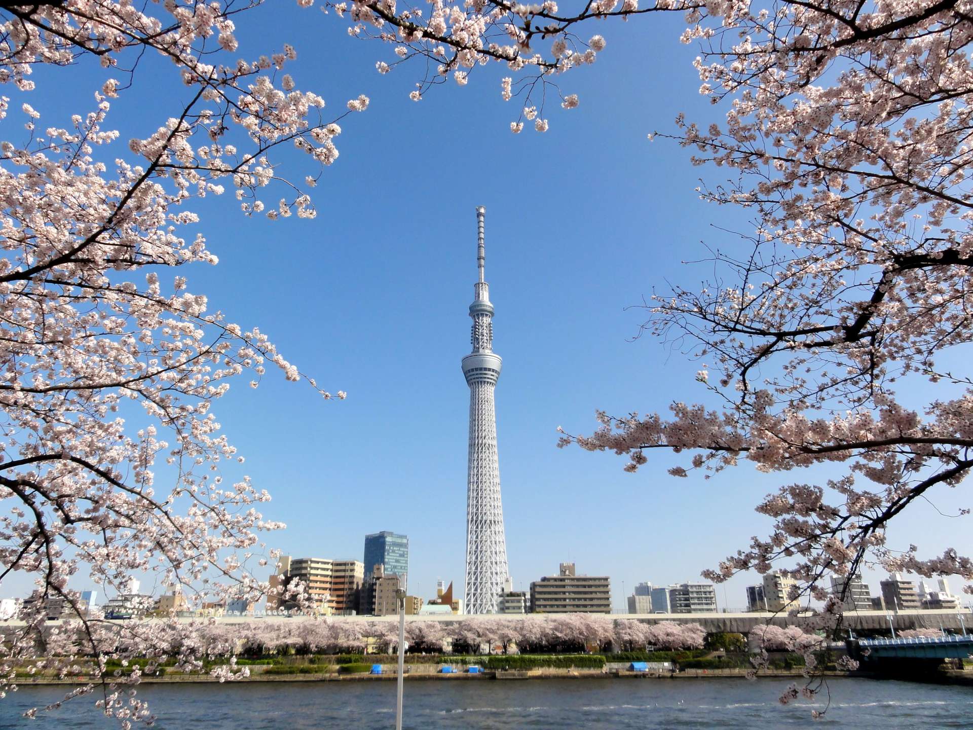 Tokyo・Asakusa Photo spots for cherry blossoms around Tokyo Skytree area. GOOD LUCK TRIP