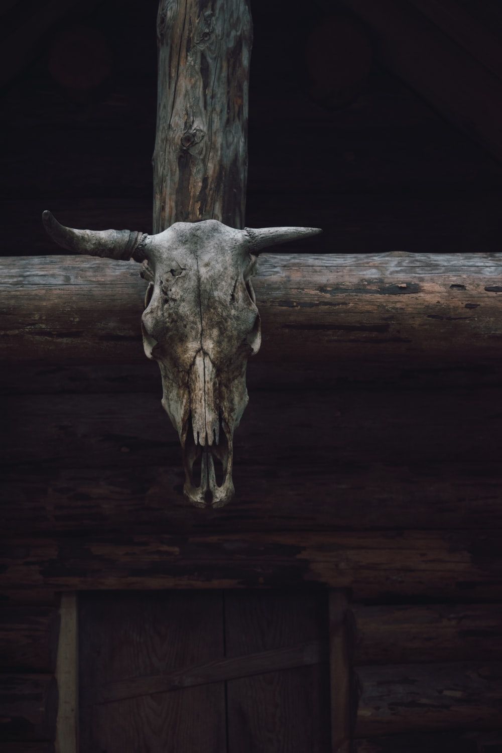 Bull Skull Picture. Download Free Image