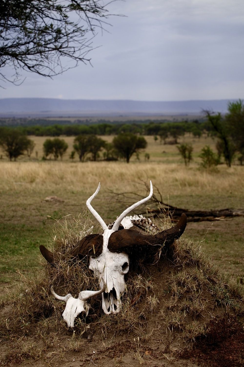 Bull Skull Picture. Download Free Image