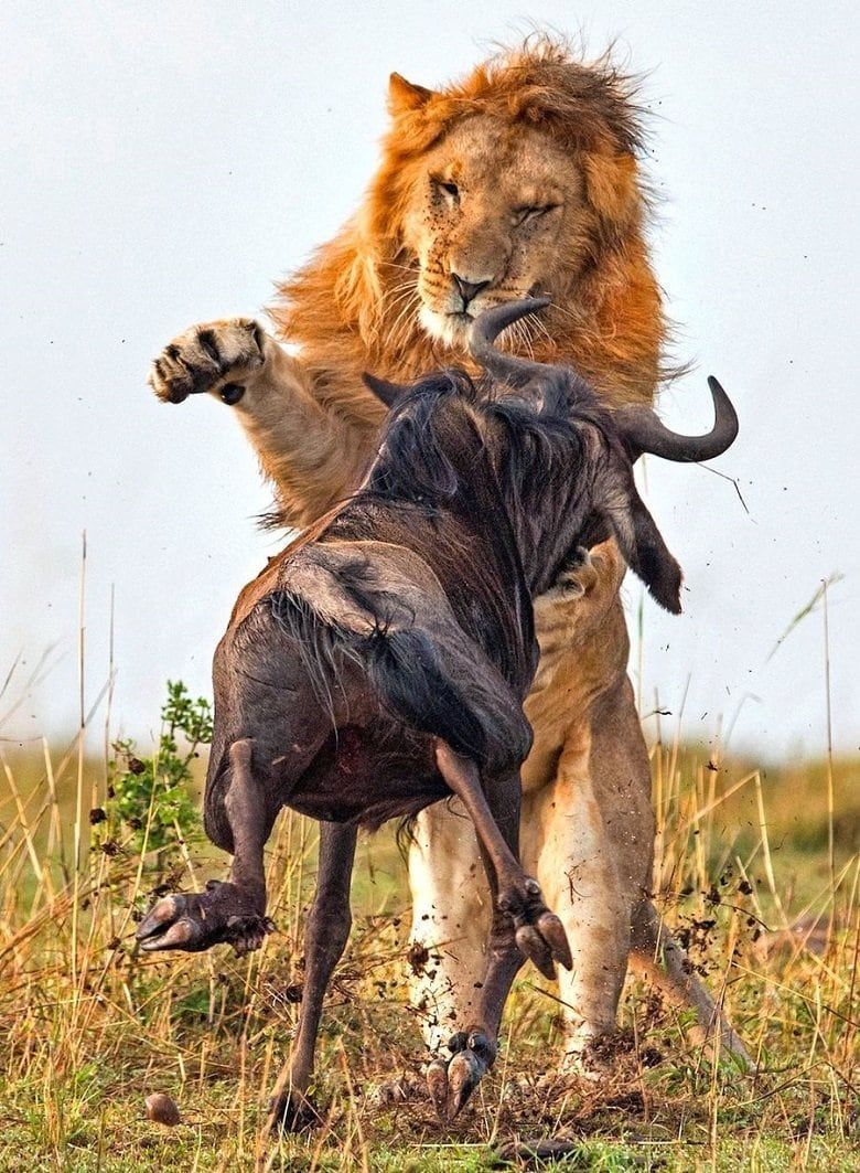 Dramatic Photo Of Lion Hunt A Wildebeest. Animals wild, Lion picture, Animal attack