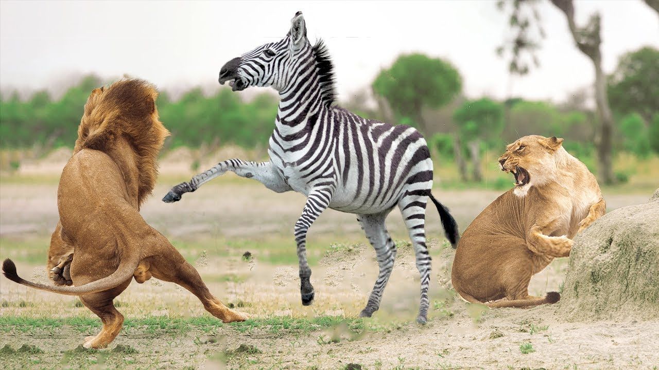 AMAZING PRIDE OF LIONS HUNTING ZEBRA LOST HERD. Zebra Try To Escape But. Lion hunting, Animal photography, Animal picture