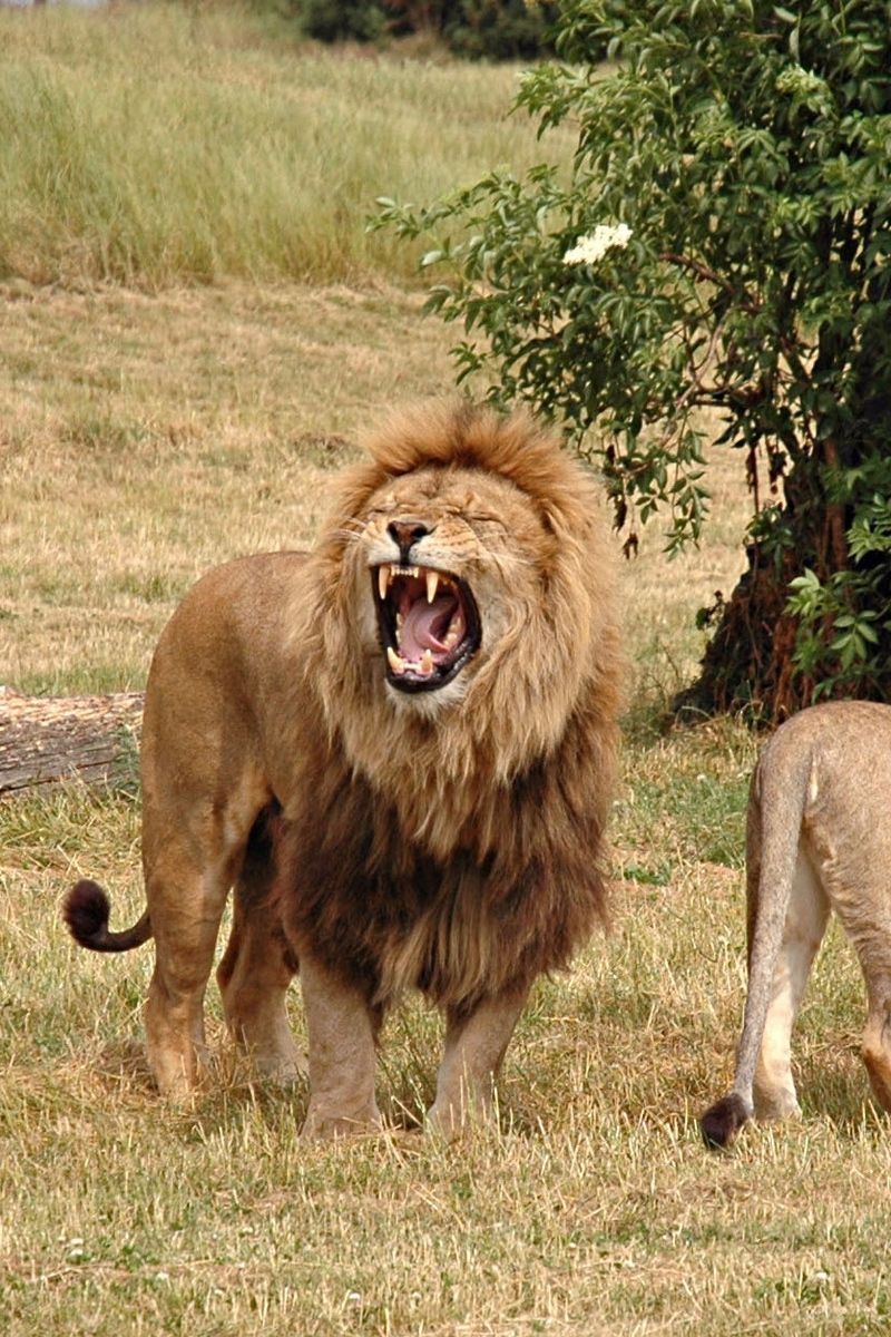 Wallpaper Lion, Lioness, Aggression, Hunting, Grass, Is Like A Roaring Lion