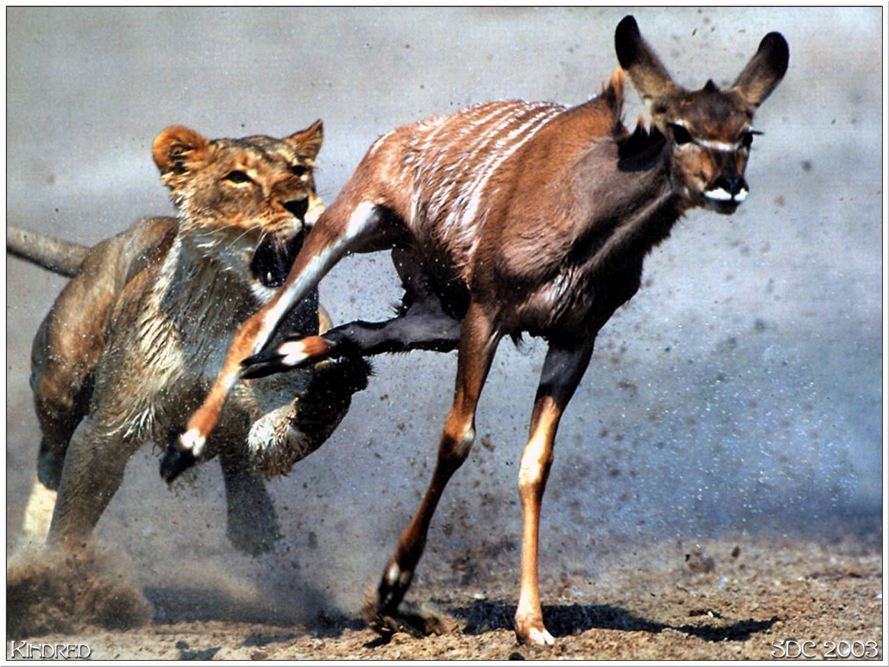 Lion Hunting Prey Lion Hunting Prey