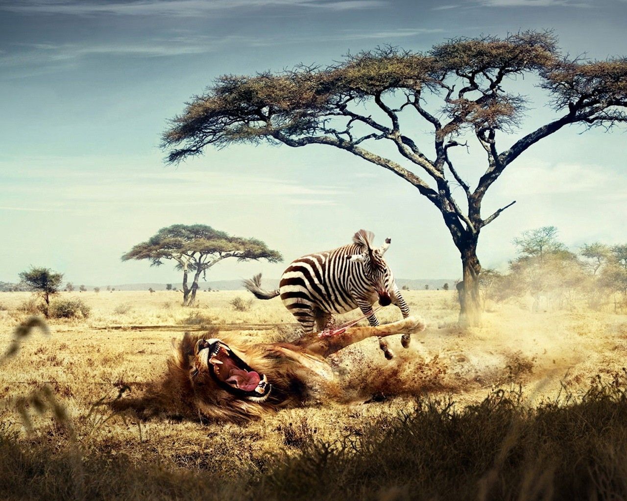 abstract zebras lions hunting 1280x1024 wallpaper High Quality Wallpaper, High Definition Wallpaper