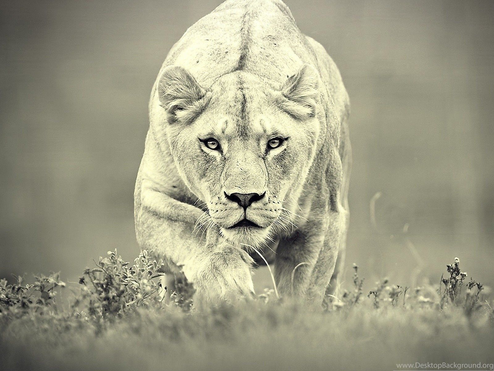 Lioness Hunting Lion Hunt Big Cat Wild Life Cats Free Wallpaper. Desktop Background