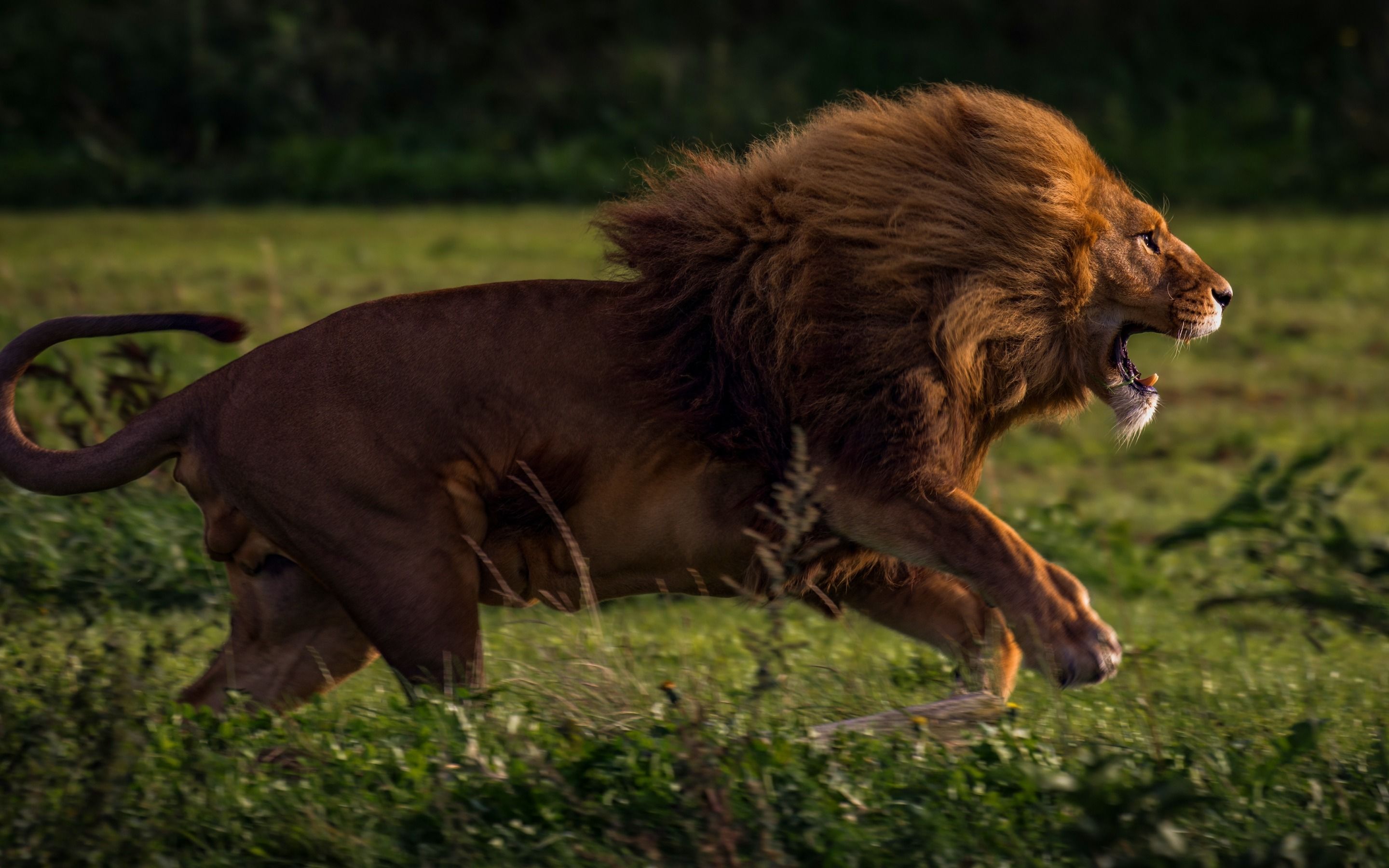 Download wallpaper big lion, furious lion, wildlife, Africa, evening, sunset, hunting, lion for desktop with resolution 2880x1800. High Quality HD picture wallpaper