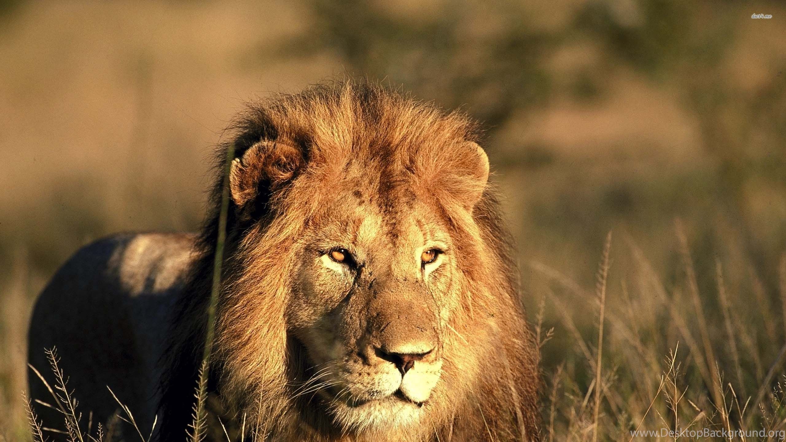 Hunting Lion Wallpaper Animal Wallpaper Desktop Background