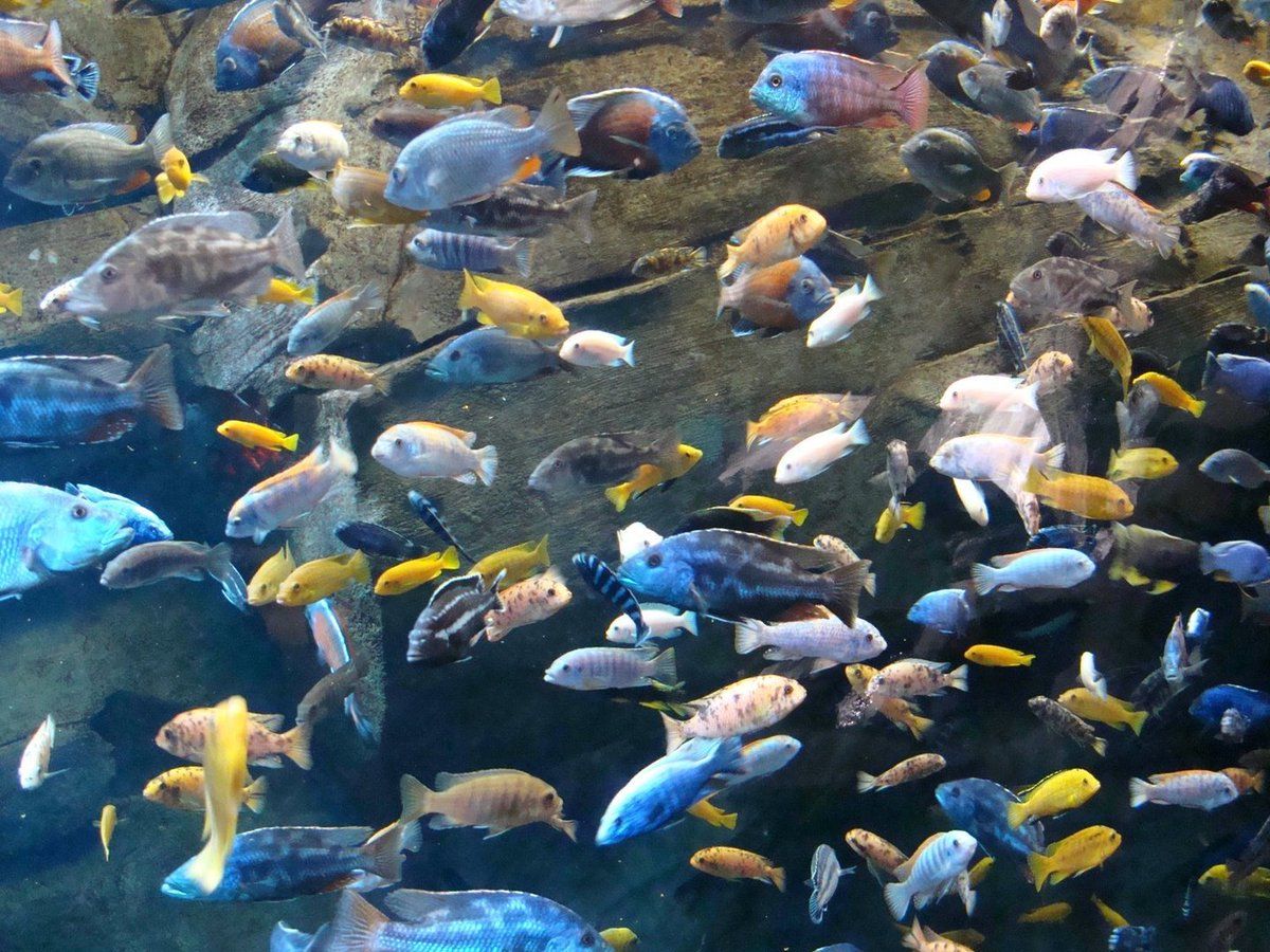 Hero Wallpaper cichlids Wallpaper #iPhone #Wallpaper #Cichlid #African #Cichlids #Fish