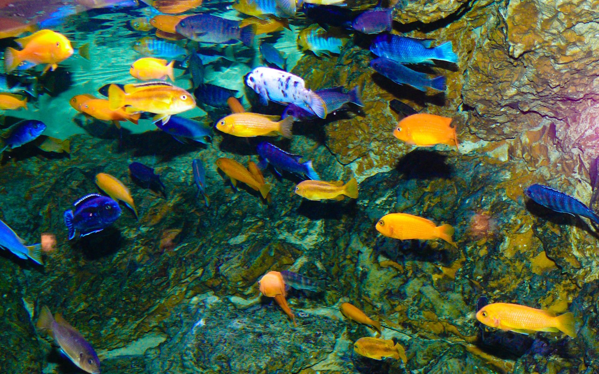 Beautiful Blue. Fish wallpaper, African cichlids, Tropical fish