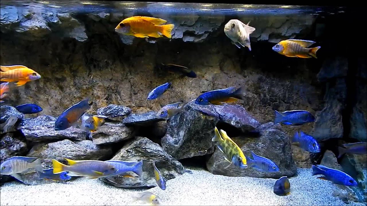 Cichlid Wallpaper. African Cichlid Wallpaper, Cichlid Wallpaper and African Cichlid Background