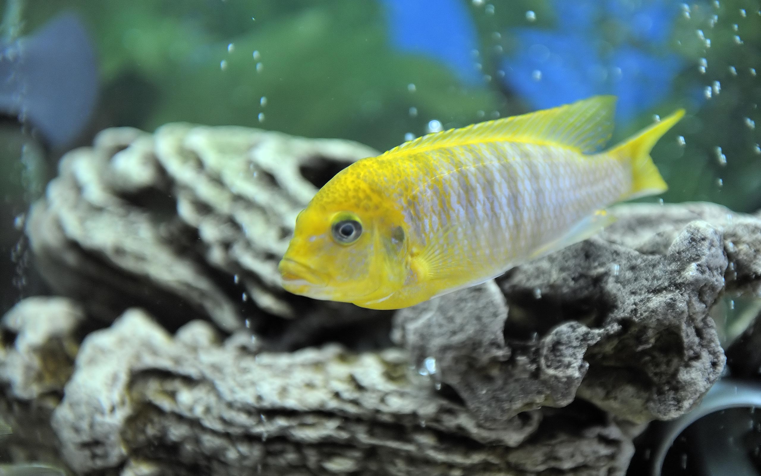 Cichlid Wallpaper. African Cichlid Wallpaper, Cichlid Wallpaper and African Cichlid Background