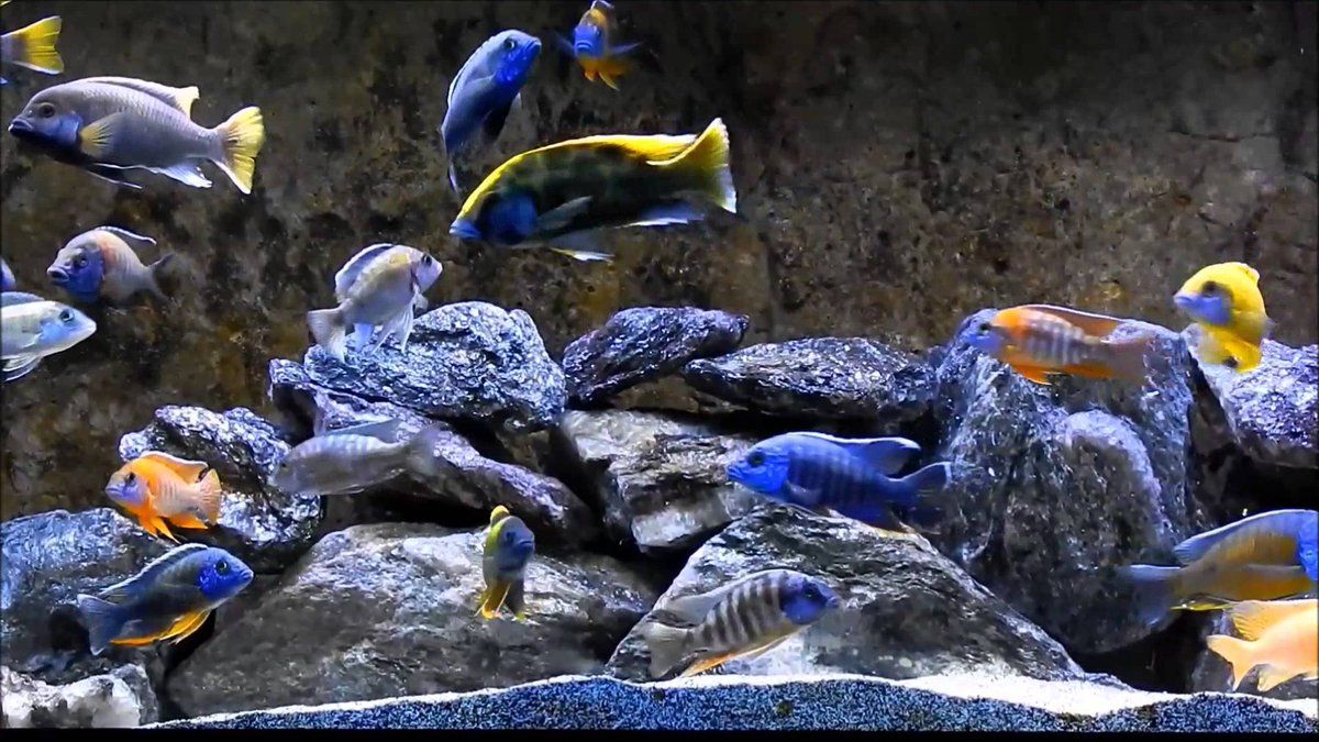 Hero Wallpaper cichlids Wallpaper #Screensavers #Wallpaper #Cichlid #African #Malawi # Cichlids