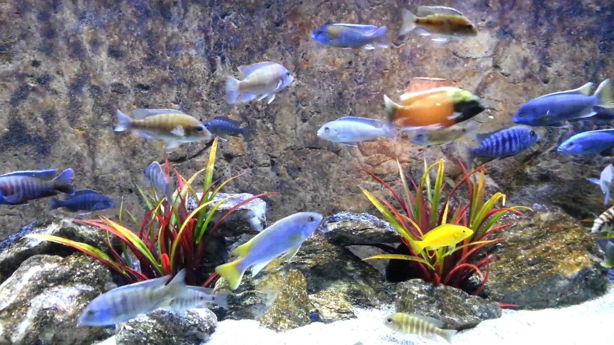 Cichlid Wallpapers - Wallpaper Cave