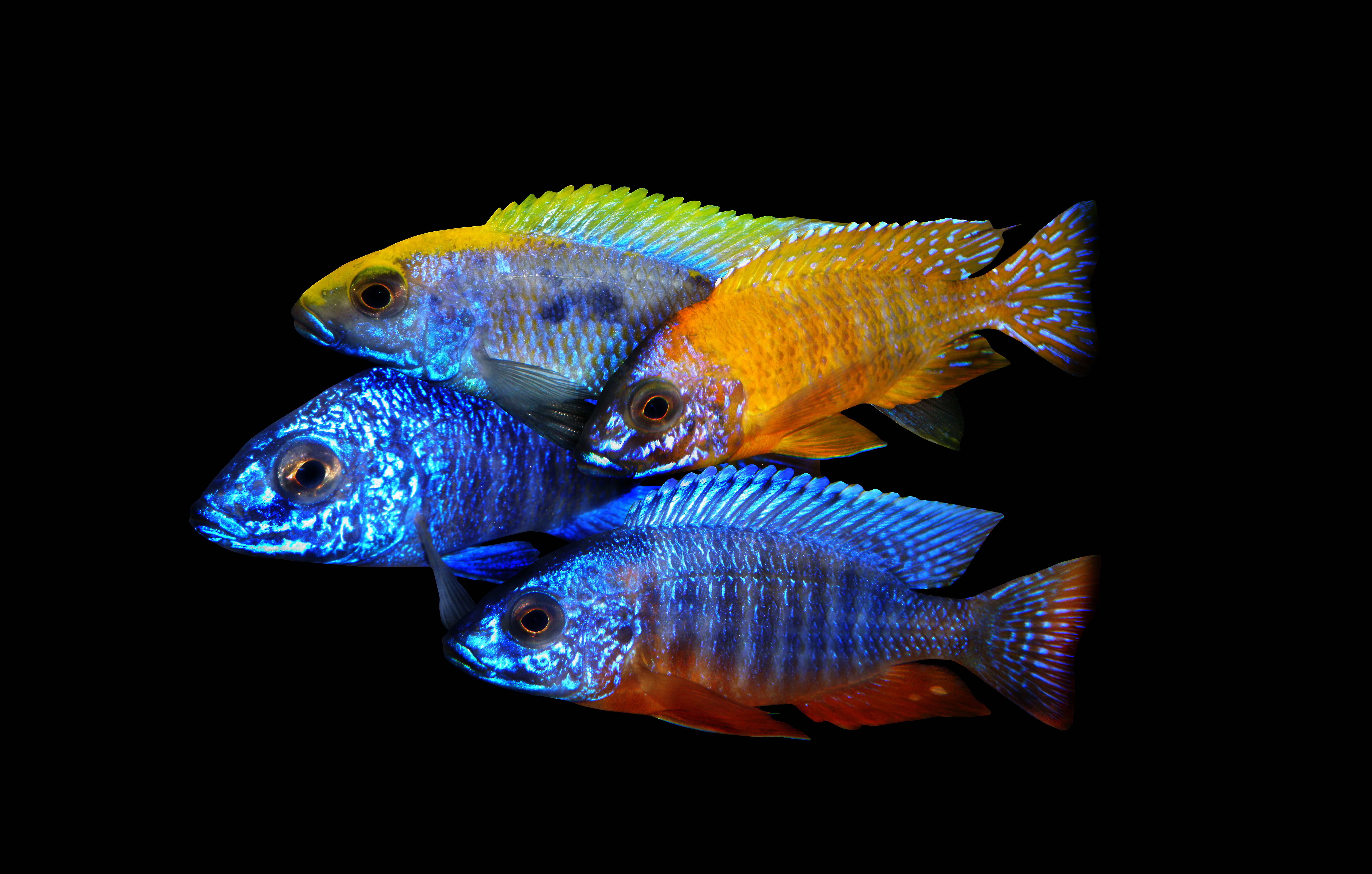 Cichlids Wallpapers - Wallpaper Cave