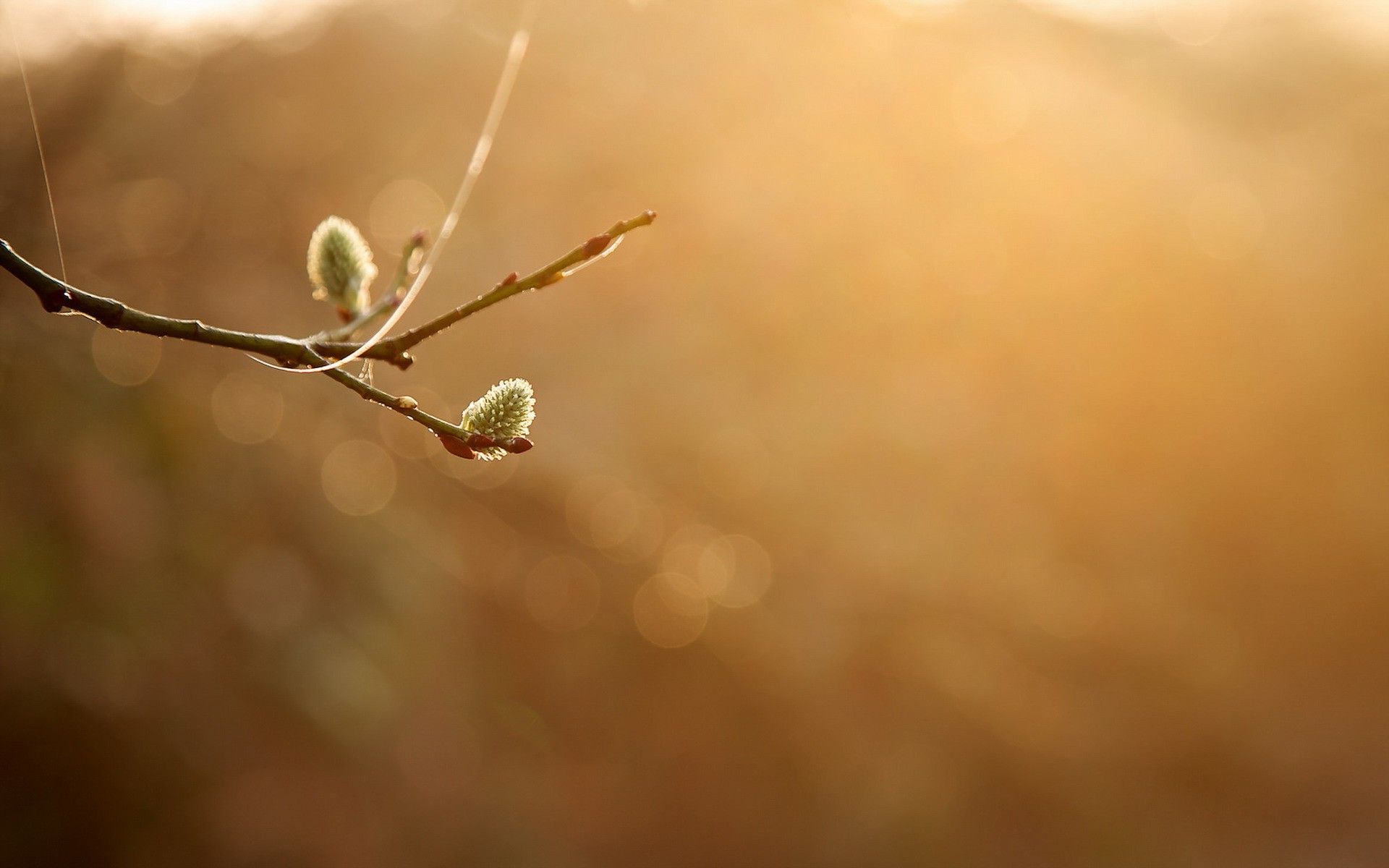 nature, Twigs, Plants, Bokeh, Simple Background Wallpaper HD / Desktop and Mobile Background