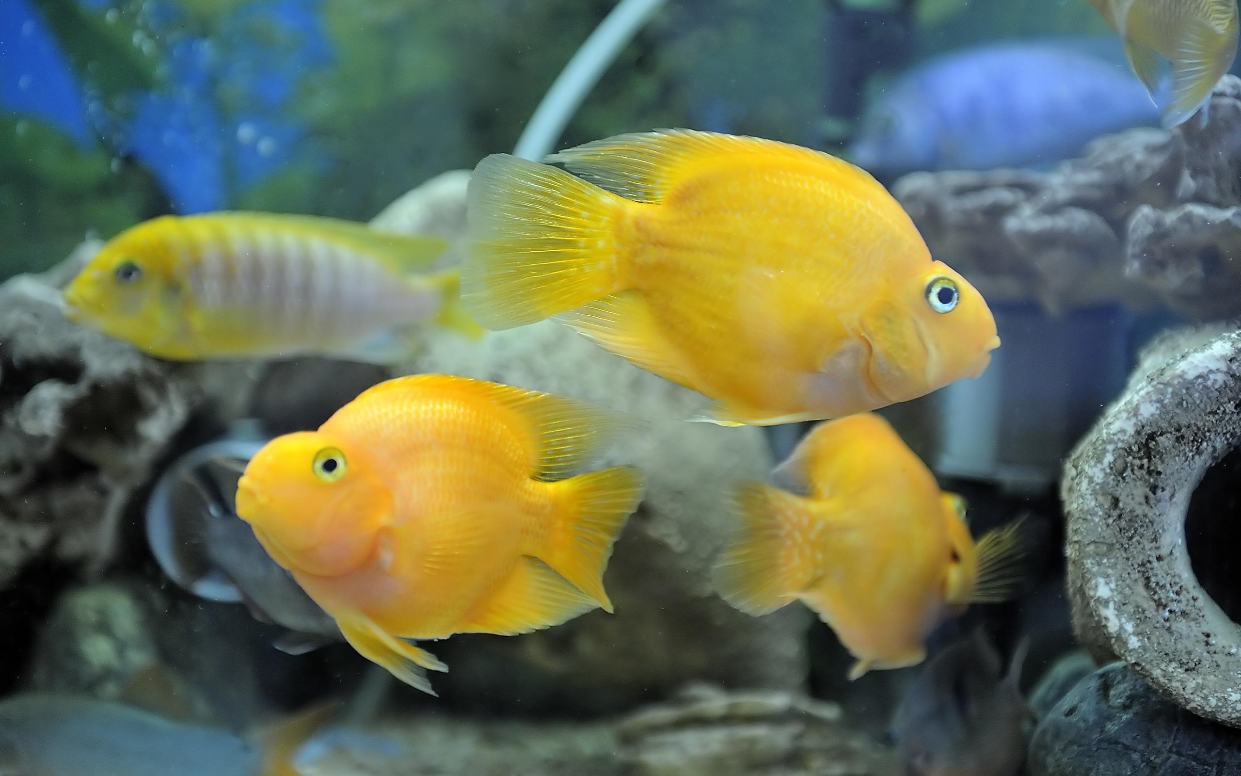 Cichlid Background. African Cichlid Wallpaper, Cichlid Wallpaper and African Cichlid Background