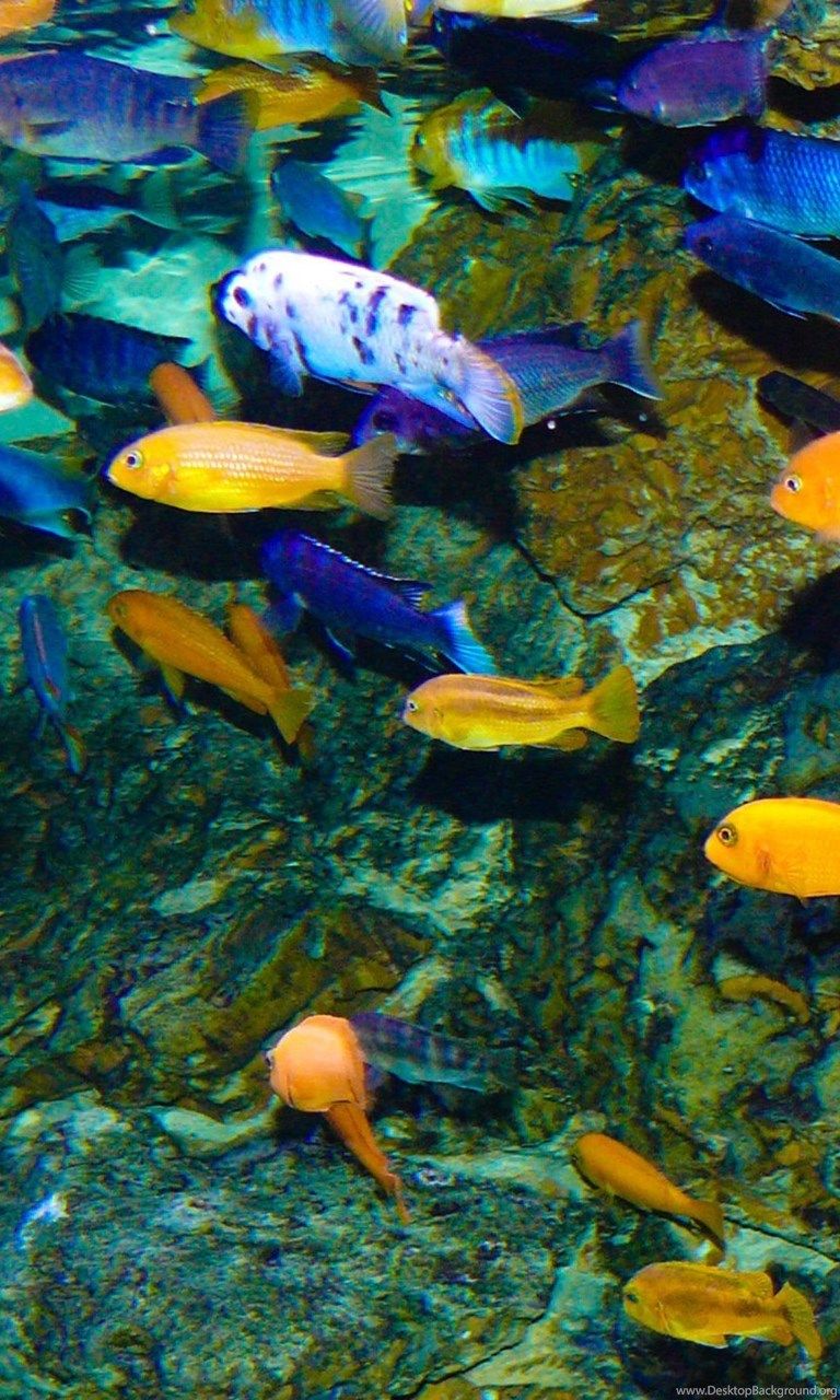 CICHLID Tropical Fish Wallpaper Desktop Background