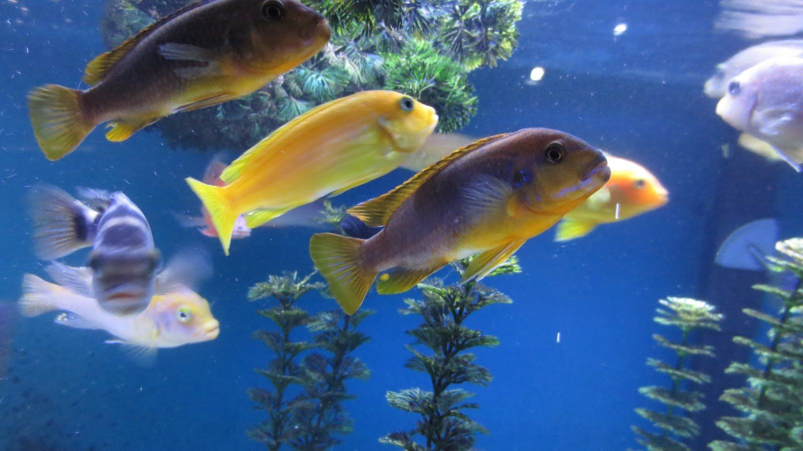 Cichlid Wallpapers - Wallpaper Cave