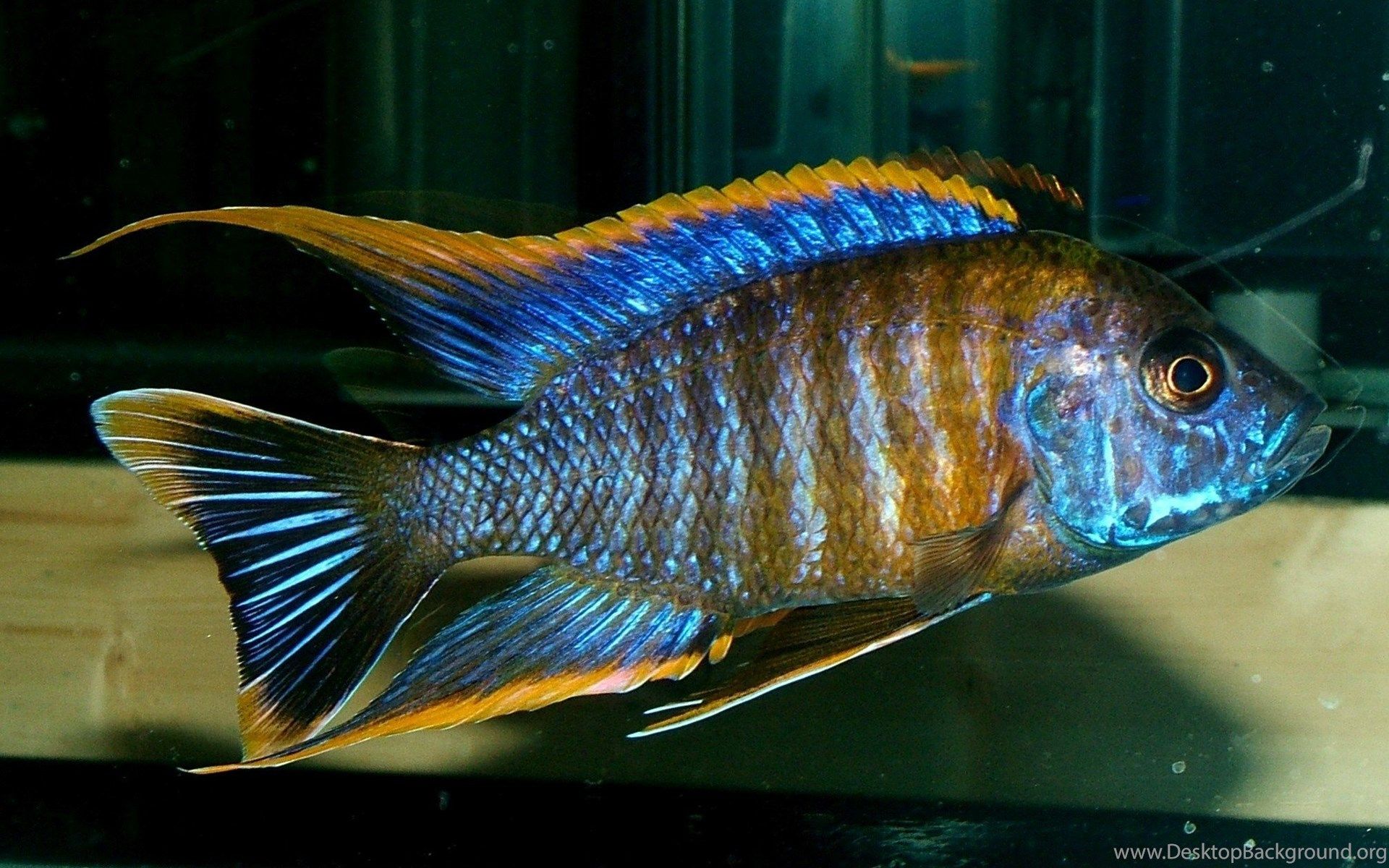 Cichlid Wallpapers - Wallpaper Cave